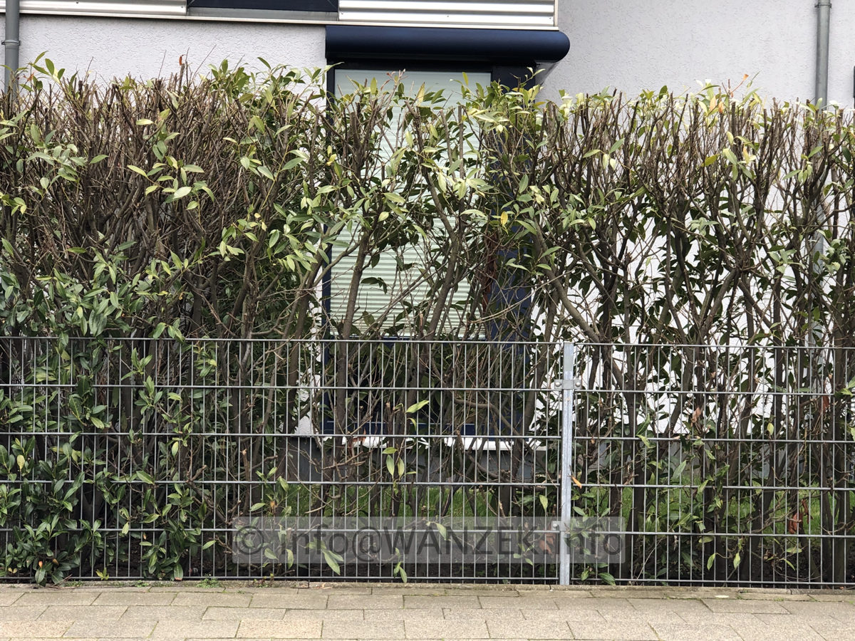 Hecke Kirschlorbeer Herbergii 004.JPG